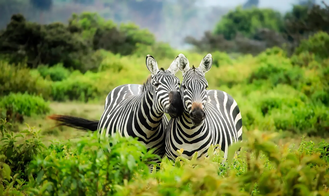 Biodiversity Conservation